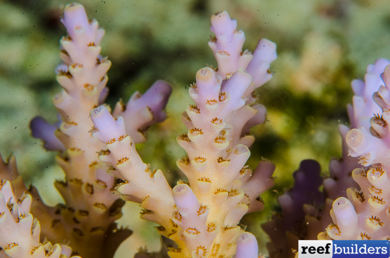 Acropora-convexa-3.jpg