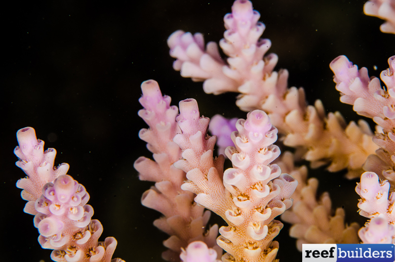 Acropora-convexa-4.jpg