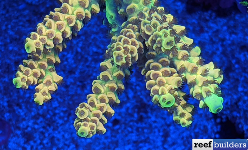 Acropora-convexa-Yoshi-2.jpg