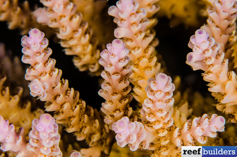 Acropora-convexa.jpg