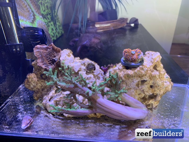 30 Day Reef Tank - The Long Wait Is Over | Reef Builders | The Reef and ...