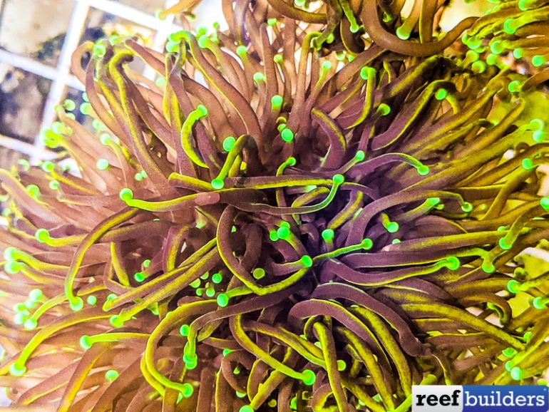 Indo Gold Torch are Back and More Colorful Than Ever Reef Builders