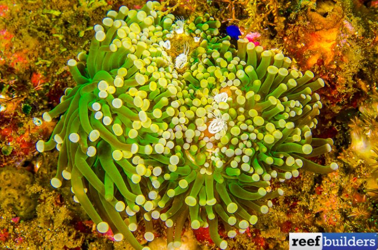 Indo Gold Torch are Back and More Colorful Than Ever Reef Builders