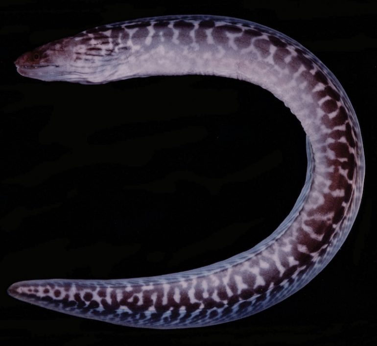 A New Moray Eel Described from South Africa, Gymnothorax ...