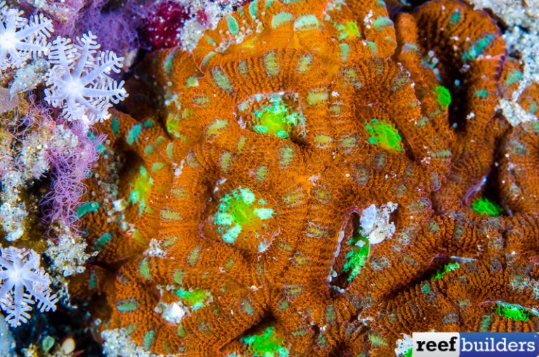 Micromussa amakusensis, the Original Small Polyp Micromussa | Reef ...