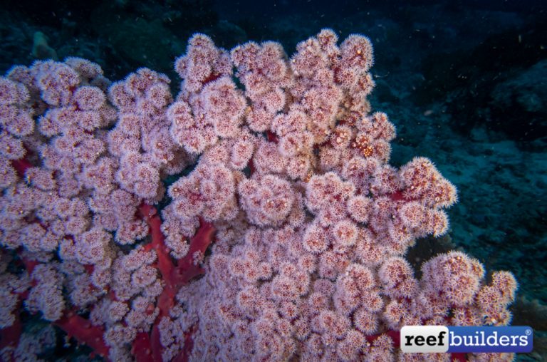 Octocorals Photographed In The Wild - North Sulawesi | Reef Builders ...