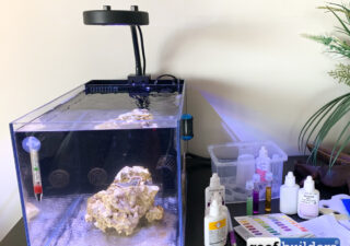 Picture of Tag: Clean Up Crew | Reef Builders | The Reef and Saltwater Aquarium Blog