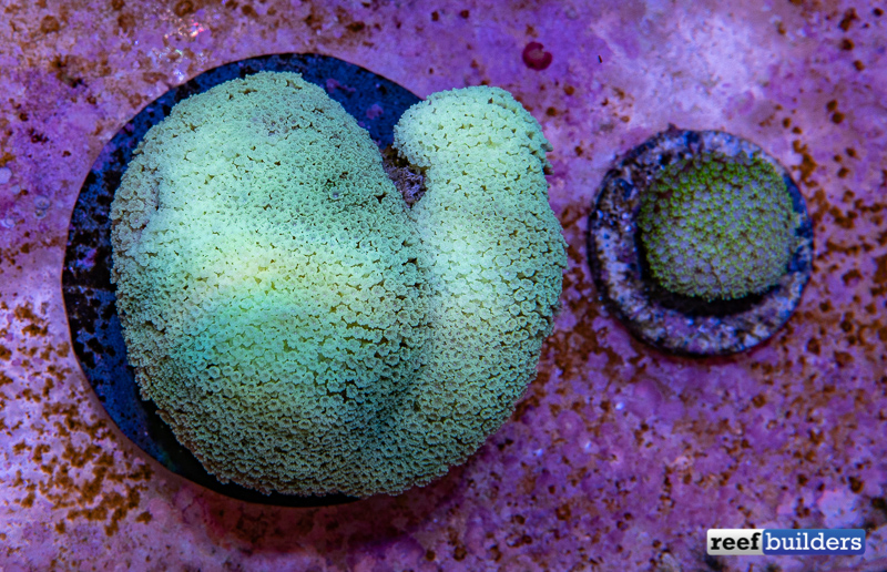 Machadoporites, Poritipora, Calathiscus - What IS This Coral? | Reef ...