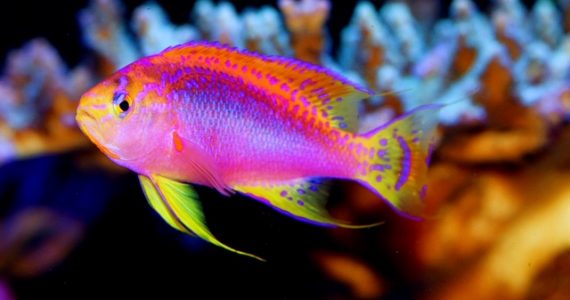 Pseudanthias leucozonus adapt well to life in Pieter’s panoramic reef
