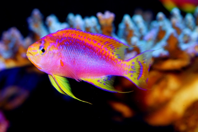 Ventralis Anthias, Observations and 
