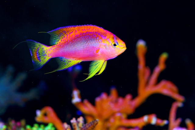 Ventralis cheap anthias care