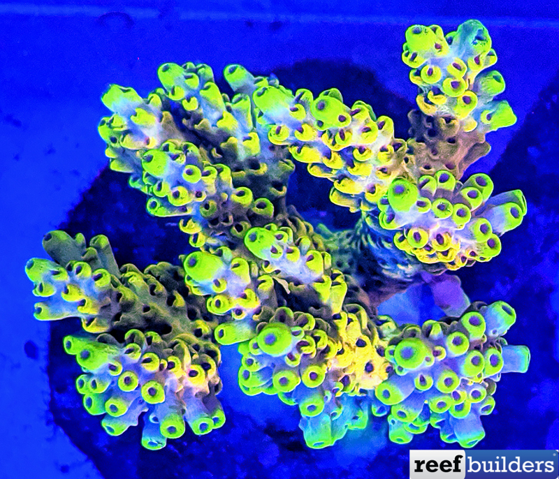 Pikachu Acropora microclados, a New OG Reef Tank Coral? | Reef ...