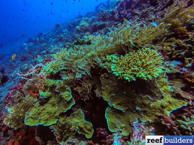 Acropora striata, a Skinny Version of the Beloved Tenuis Acro | Reef ...