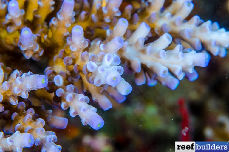 Acropora striata, a Skinny Version of the Beloved Tenuis Acro | Reef ...