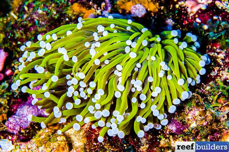 Reef Primer Demonstrated to Effectively Treat ‘Brown Jelly’ Ciliates
