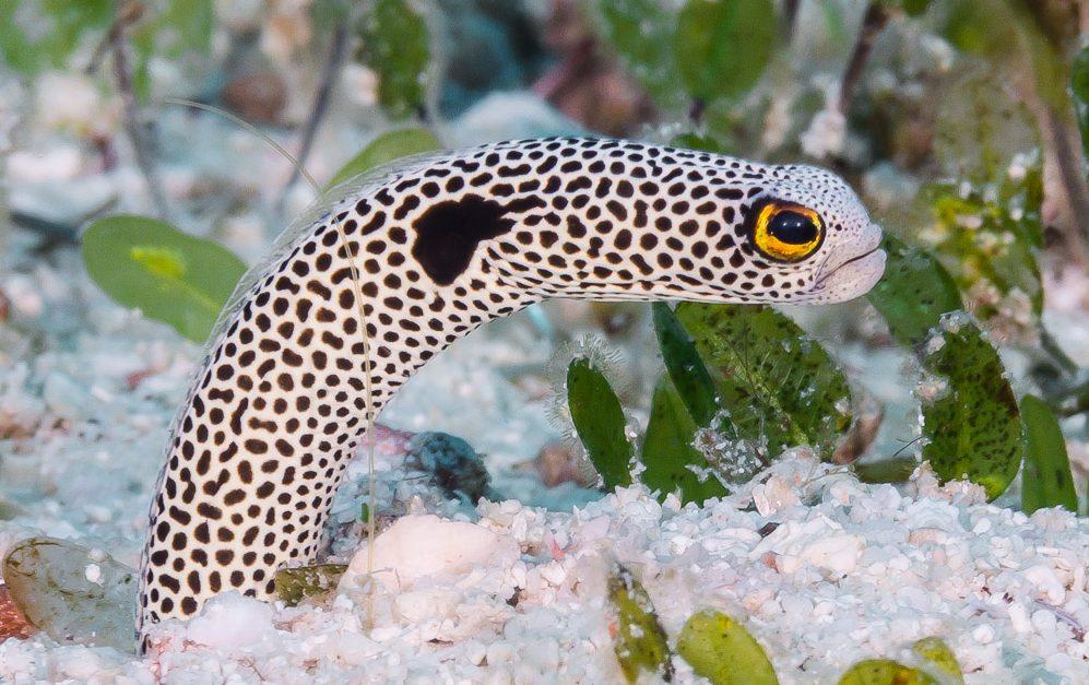 Japanese Aquarium Urges Public To Video Chat Eels Who Are Forgetting Humans Exist Japan The Guardian