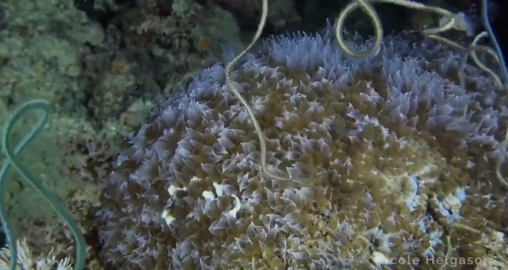 This Night Dive Was FULL Of Polychaete Worms | Reef Builders | The Reef ...