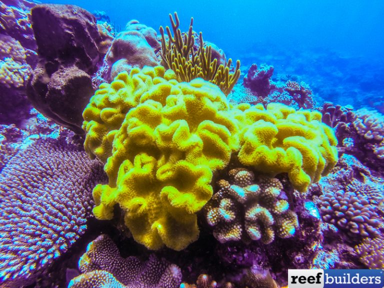 The ‘Fiji’ Yellow Leather Coral, Sarcophyton elegans | Reef Builders ...