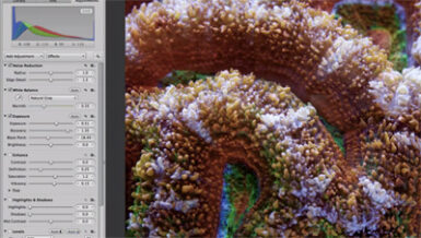 Marine Aquarium Photography: Post Processing of Coral Images | Reef ...