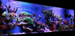 Tank Profile: Brian Babcock’s SPS-dominated Reef | Reef Builders | The ...