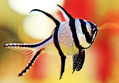 silver arowana jumping