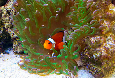 saltwater coral for beginners