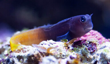 Ecsenius bicolor: a Beginner-Friendly Blenny with Real Character | Reef ...