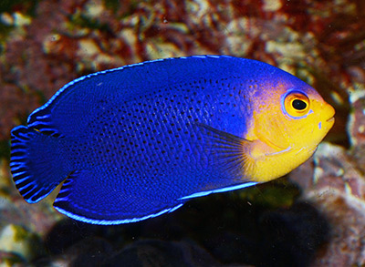 Saltwater Dwarf Angelfish