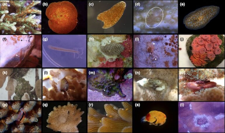 coral-pests-parasites-770x458.jpg