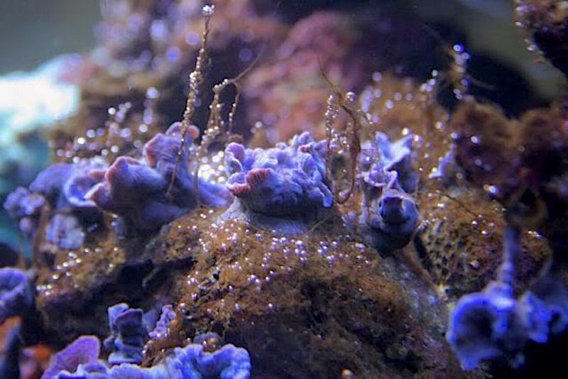 reefbuilders.com