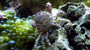 Does the Emerald Crab Earn Its Algae-Eating, Reef-Safe Reputation? | Reef Builders | The Reef and Saltwater Aquarium Blog