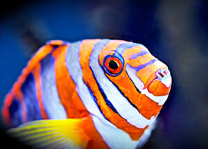 Harlequin Tuskfish: A Charming, Colorful Wrasse for the Semi-Boisterous ...