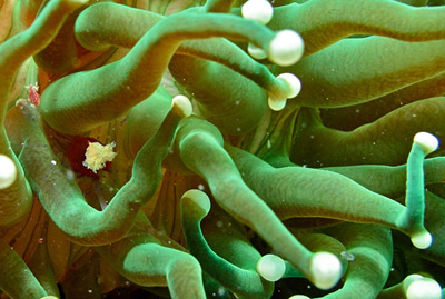 Anemone Lookalike: The Long-Tentacled Plate Coral | Reef Builders | The ...