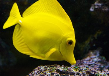 Tag: herbivore | Reef Builders | The Reef and Saltwater Aquarium Blog