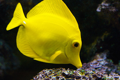 Herbivorous Fish for Algae Control