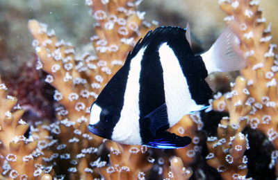 Three Stripe Damselfish