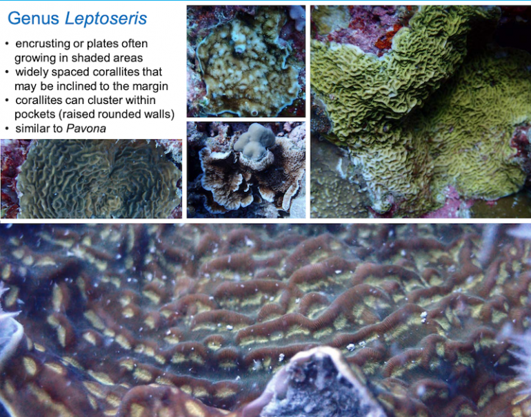 Hard Coral ID Guide is a Free Download Reef Builders The Reef and