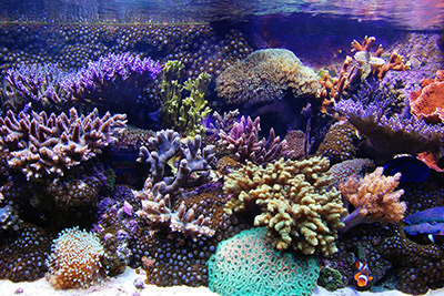 The 5 Most Common Mistakes Experienced Marine Aquarists Make | Reef ...