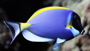 Powder Blue Tang: Saltwater Aquarium Fish