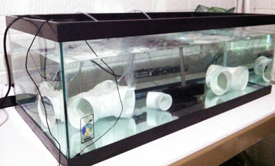 Best Fish Quarantine Tank Reasons to keep a quarantine tank for your fish