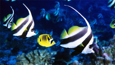 Fish or Fishes? Shoal or School? A Few Fishy Terms Defined