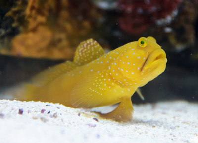The Hardy Colorful Nano Friendly Yellow Watchman Goby Reef Builders The Reef And Saltwater Aquarium Blog