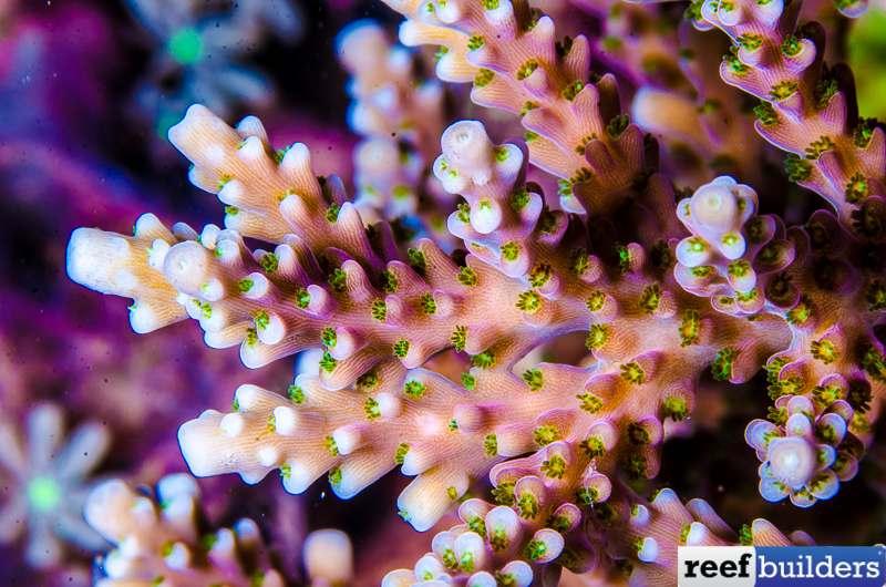 Acropora Poseidon 3 cm  CORAL VÍCIO AQUICULTURA