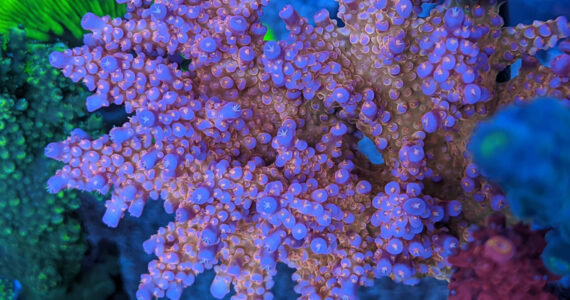 Top 7 rainbow SPS and Acropora corals | Reef Builders | The Reef and ...