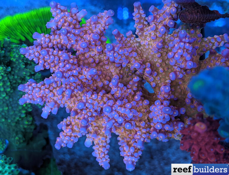 Acropora donei, actually a classic Oz Acro. | Reef Builders | The Reef ...