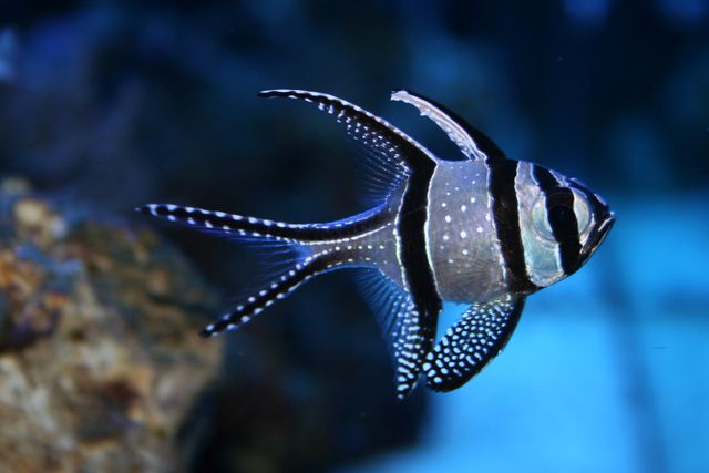endangered saltwater fish