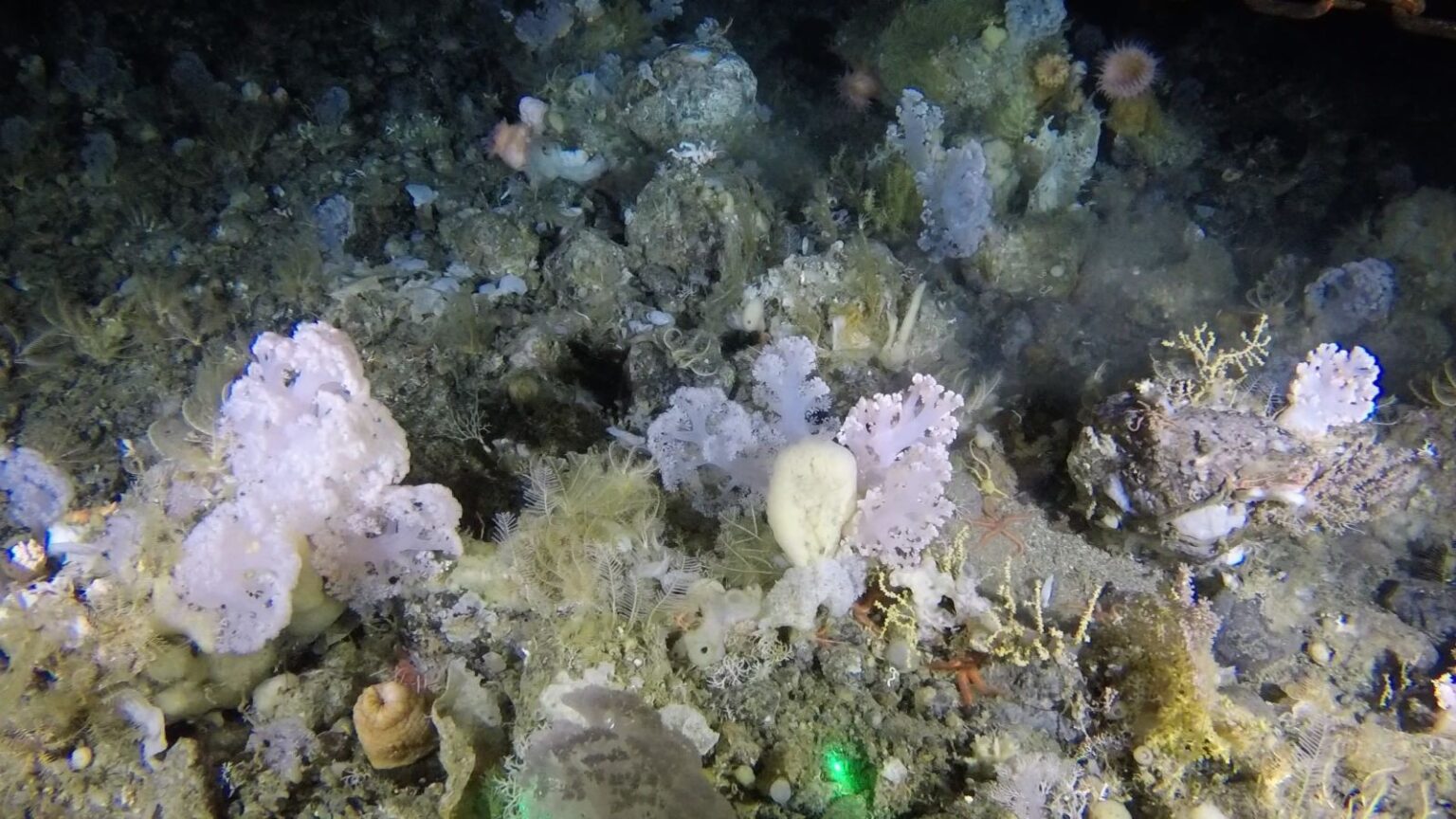 Deep Sea Soft Coral Garden Discovered Off The Coast Of Greenland | Reef ...