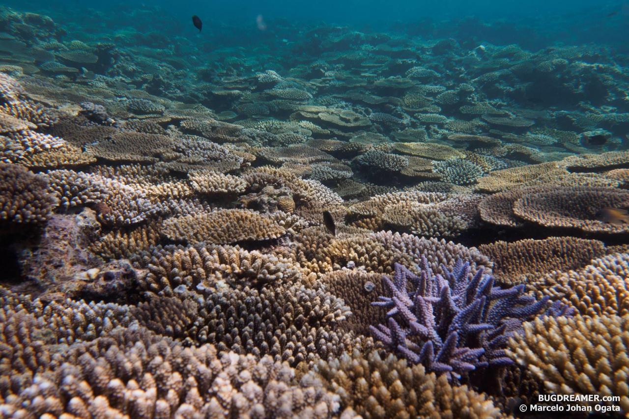 Onna Coral Field in Okinawa Japan | Reef Builders | The Reef and ...