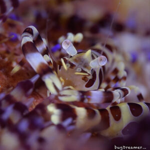 Shrimp World! Take A Peek At Some Of The Worlds Tiniest Saltwater ...