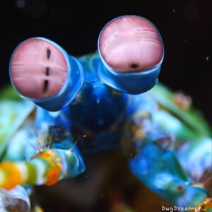 Shrimp World! Take A Peek At Some Of The Worlds Tiniest Saltwater ...